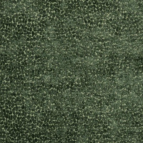 Spotted Evergreen 